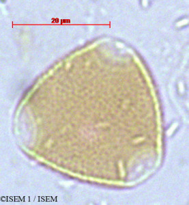 Erythrina edulis - lame n° 4243